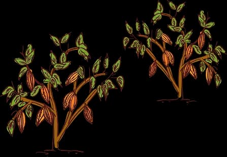 Ilustración de planta de cacao